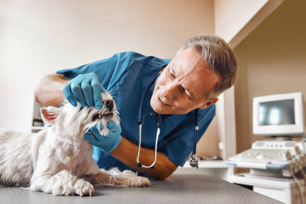 Best Emergency Wisdom Teeth Removal in Foster Brook, PA